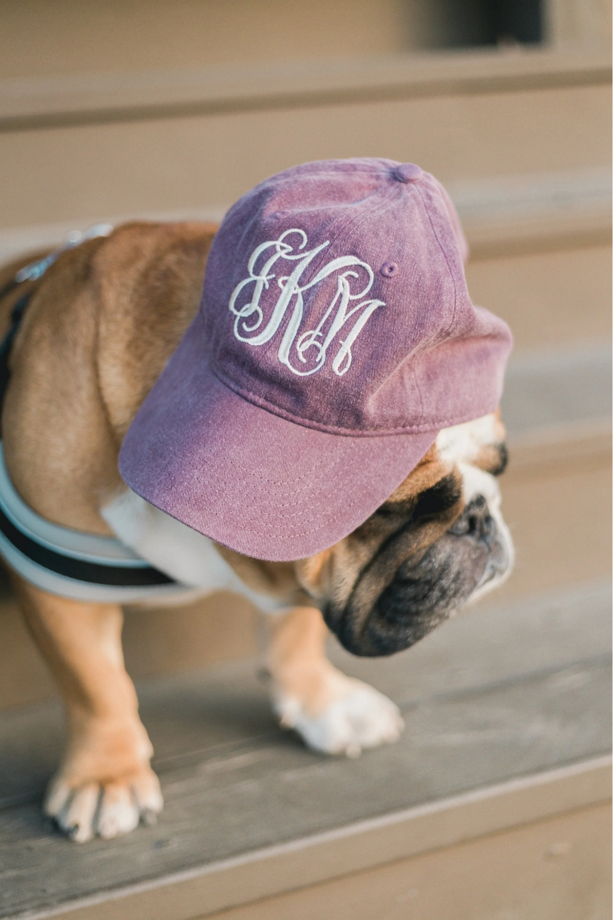monogrammed baseball hat on a bulldog